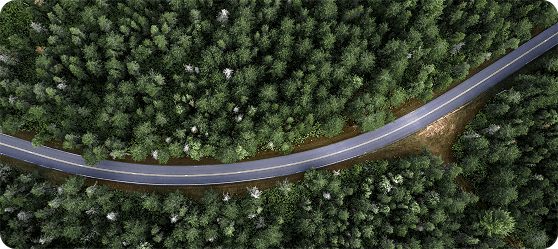 Aerial view of road through forest